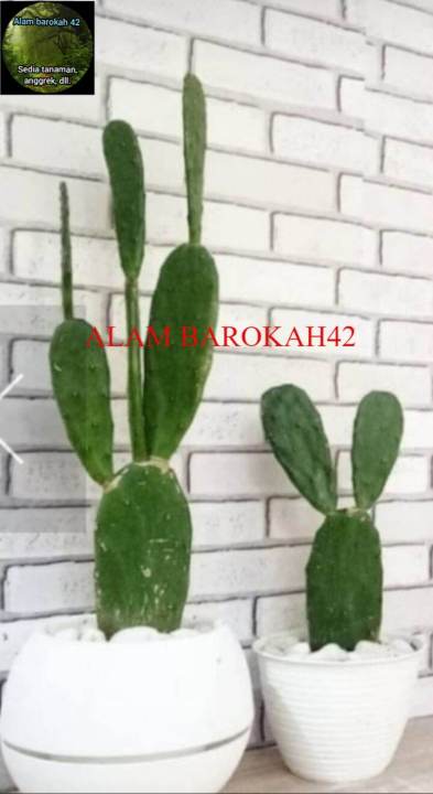 Tanaman Hias Kaktus Mickey Mouse / Kaktus Centong Opuntia | Lazada Indonesia