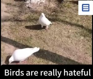【No Birds within 10000 meters】 BS Bird repellent Pigeon repellent Easily Drives Away Birds.Long lasting effect. repellent spray for window Scare away 驱鸟