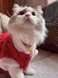 Natural Camphor Silent Bell Cat Collar 猫项圈富贵长命锁宠物金锁项链无声铃铛猫咪配饰 挂饰