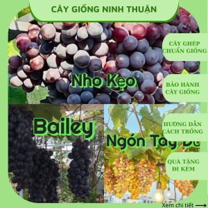combo 3 cây nho giống kẹo+ bailey+ ngón tay đỏ dễ trồng sớm trái