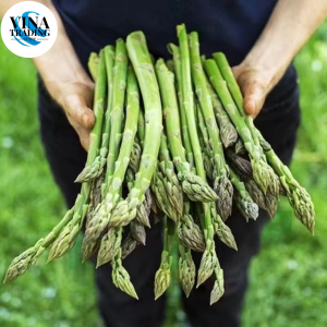 Organic Asparagus Seeds for Planting (10 Seed ) High Yield F1 Asparagus Seeds Balcony Potted Asparagus Live Plant Seeds