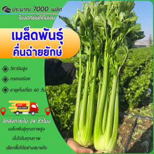 รวมเมล็ดพันธุ์ผักผลไม้ผักสวนครัวรวมเมล็ดพันธุ์งอกง่ายปลูกในบ้านสดสดวกโตไวอร่อยคุณภาพดี