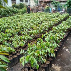 Bibit Durian Montong Bersertifikat 50 - 15 meter – Unggul Cepat Berbuah Siap Tanam