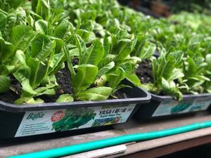 BABA YASA-I SUPER VEGE TRAY (55.7cm x 41.5cm x 12.8cm) Ideal For Balcony & Home Vegetable Planting YASA-I TRAY YASA I TRAY