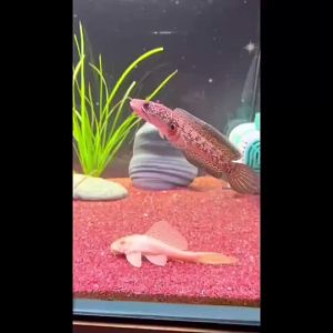 【Ship in 24H】Betta Fish Flare Mirror Training Tools Adjustable Aquarium 雷龙鱼训练镜子 罗汉斗鱼双面透明 逗鱼指环 透视镜A81
