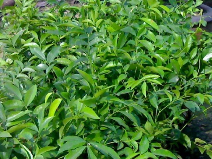 C%C3%82Y%20M%E1%BA%AEC%20M%E1%BA%ACT%20GI%E1%BB%90NG%20(C%C3%82Y%20M%C3%93C%20M%E1%BA%ACT)%20-%20Image%207