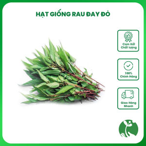 Hạt giống Rau Đay (rau Nhớt) đỏ - Gói 10gr - Tỉ lệ nảy mầm > 80% - Trồng quanh năm