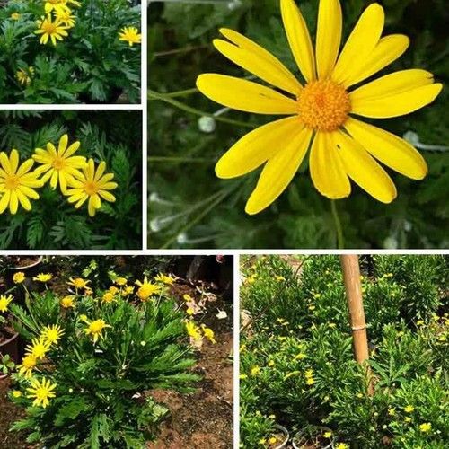 "G%C3%B3i%2050%20H%E1%BA%A1t%20"%20H%E1%BA%A1t%20gi%E1%BB%91ng%20hoa%20c%C3%BAc%20th%C3%A2n%20g%E1%BB%97%20-%20c%C3%BAc%20tr%C6%B0%E1%BB%9Dng%20th%E1%BB%8D%20-%20Image%205