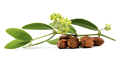 น้ำมันอาร์แกนออย Argan Oil น้ำมันธรรมชาติ ใช้ในเครื่อสำอาง Cosmetic grade นวดหน้า บำรุงผิว ผม ใส่ชุดทำ (ไม่สามารถทานได้). 