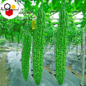 AMPALAYA LONG SEEDS（ 10 Seeds ) - Long Green Variety / Bitter Gourd