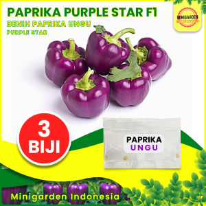 BENIH PAPRIKA UNGU ECER 3 BIJI bibit tanaman paprika ungu purple star cabai sweet chilli