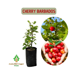 BIBIT CHERRY BARBADOS ceri cery cheri Aneka bibit unggul NIRWANA