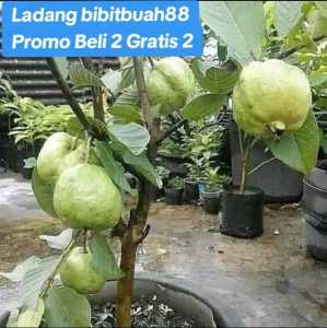 PROMO BELI 2 GRATIS 2 /JAMBU KERISTAL NON BIJI | BIBIT CANGKOK| Cepat Berbuah | Berbuah Di Dalam Pot