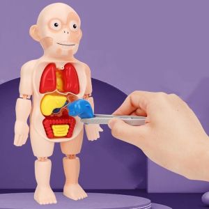 Đồ chơi nhận biết các bộ phận trong cơ thể mới nhất 2023