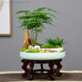 [Easy to grow in Malaysia] Asparagus Fern Tree Seeds (50 Seed) 文竹种子 Potted Asparagus Fern Plant Seed Bonsai Tree Live Plant Evergreen Plant Seeds Air Purifying Indoor Plants Outdoor Real Plant Flower Seeds for Planting & Gardening Garden Decor benih bunga. 