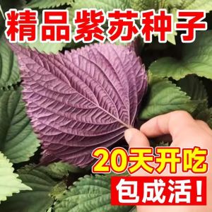 Perilla seeds are heat-resistant 紫苏种子 耐热易种 easy to grow and edible. They are double-sided Perilla large-leaf all-season potted vegetable seeds 可药用 可作观赏植物盆栽