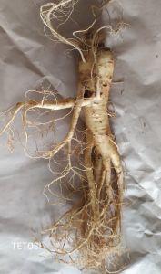 1 Củ Sâm Tươi Hàn Quốc  150-165 Gram Nhân Sâm Hàn Quốc chống mệt mỏi bồi bổ sức khỏe minh mẫn sảng khoái sâm hàn quốc nhân sâm tươi hàn quốc sâm tươi hầm gà sâm tươi ngâm mật ong Tetosi