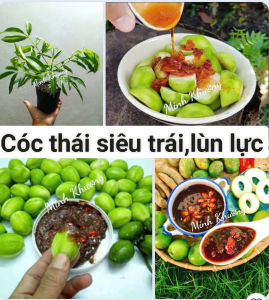 Chậu cây cóc thái siêu trái lùn lực 15-25cm-cho trái sau 3-4 tháng -Vườn Minh Khương