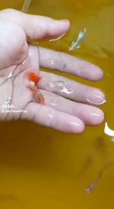 (孔雀鱼)天空红~1对 (Guppy) sky red 1 pair 孔雀鱼天空红 孔雀鱼天空红品种 孔雀鱼天空红鱼苗 孔雀鱼天空红多少钱 孔雀鱼天空红养殖 - Lazada