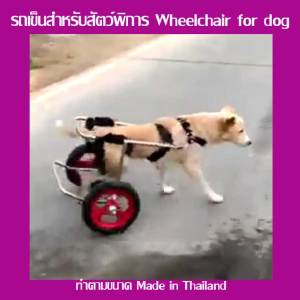 wheelchair4dog รถเข็นสำหรับสัตว์พิการแบบ 2 ล้อ dog wheelchairล้อเลื่อนสำหรับสุนัขพิการ หรือสัตว์ที่มีอาการอัมพฤกษ์ อายุมาก อ่อนแรง(ทักแชทร้านค้า))