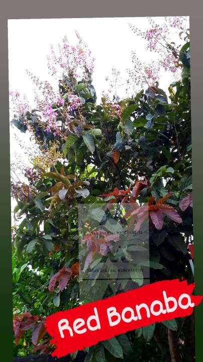 Red Banaba Flowering Tree Seedlings | Lazada PH