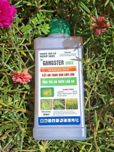 [THIEN THINH SHOP] RICEUP 300EC Hiệu GANGSTER 300EC TRỪ CỎ TRÊN RUỘNG LÚA