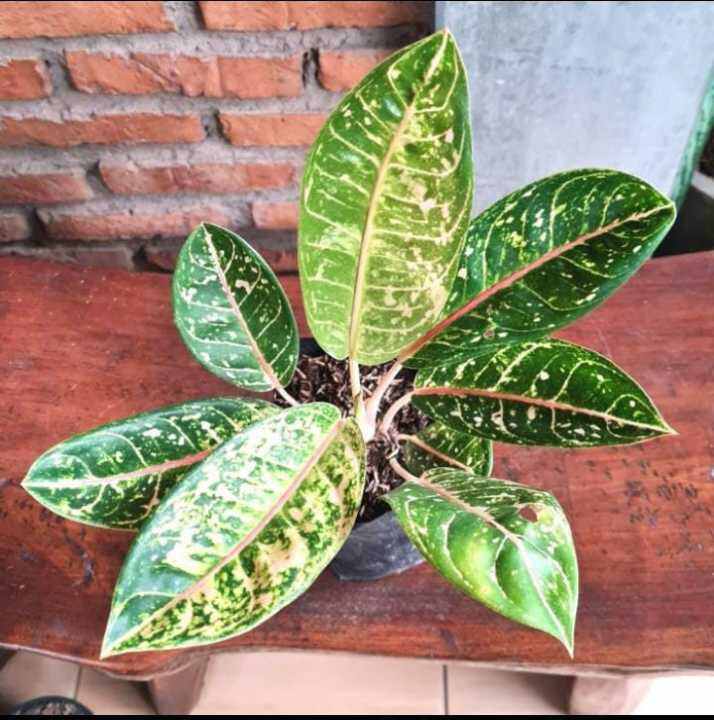 Tanaman Hias Aglonema Donacarmen Besar | Lazada Indonesia