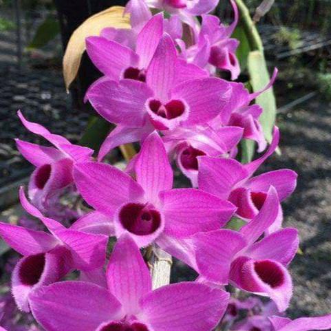 Gi%E1%BA%A3%20H%E1%BA%A1c%20Di%20Linh%20Lai%20Tr%E1%BA%A7m%20R%E1%BB%93ng%20%C4%90%E1%BB%8F%20-%20C%C3%A2y%20con%20-%20Image%206