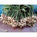 Cây gừng củ giống. 