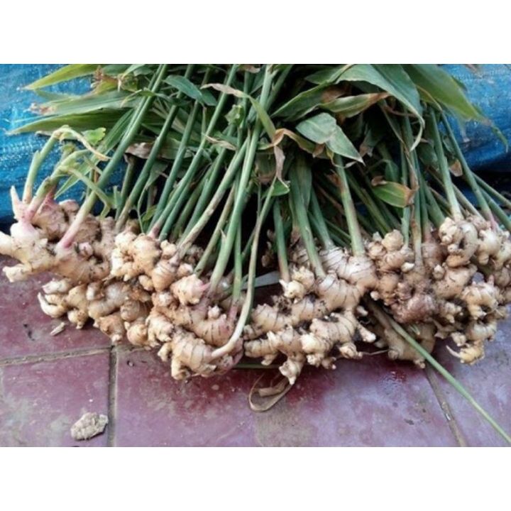 Cây gừng củ giống