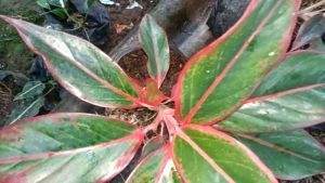 Tanaman Hias Aglaonema Lipstik Siam Aurora
