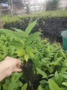 ต้นน้อยหน่าหนังภูพาน  เพาะเมล็ด แพ๊ค3ต้น100บาท พร้อมปลูก