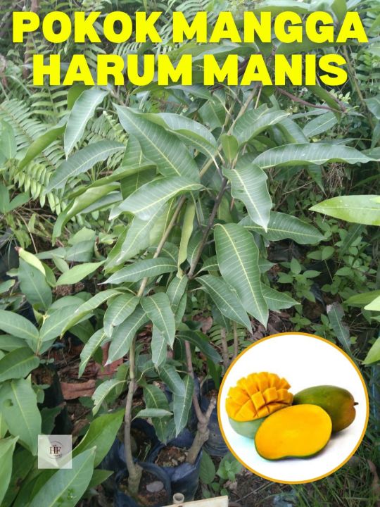 Pokok Mangga Harum Manis Hybrid Viral Perlis Buah Manis Lebat | Lazada