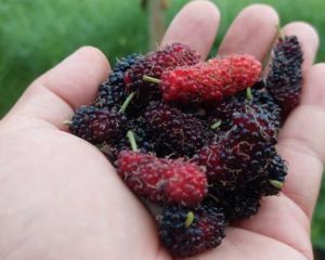 50 PCS MULBERRY CUTTINGS ILLINOIS EVERBEARING FAST GROWTH