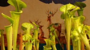 [Bunface Potato Carnivorous Plants] Sarracenia Flava- North American Pitcher Plant