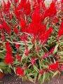 Red Celosia Chinese New Year CNY 60cm Height House Home Indoor Potted Plant. 