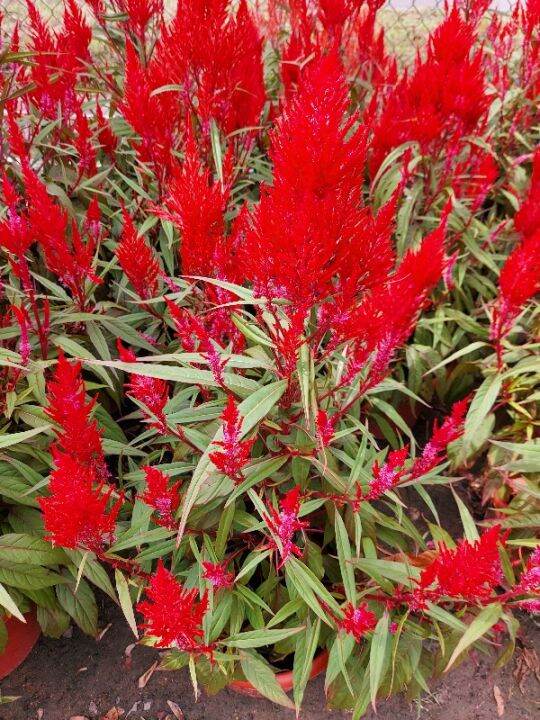 Red Celosia Chinese New Year CNY 60cm Height House Home Indoor Potted Plant