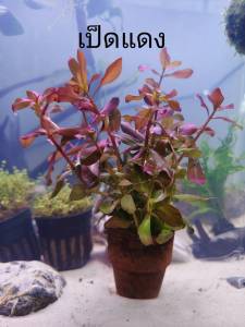 เป็ดแดง ไม้น้ำ แต่งตู้ปลา หรือ อ่างบัว ปลูกง่าย เขียวสด โตเร็ว ใส่กระถางดินเผาสีส้ม พร้อมปลูก
