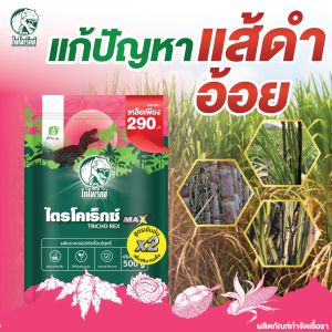 กำจัดแส้ดำอ้อย รักษาแส้ดำอ้อย ป้องกันแส้ดำอ้อย ใช้ไตรโคเดอร์มา กำจัดเชื้อราสาเหตุโรค (ไตรโคเร็กซ์แม็กซ์) ปลอดภัยต่อคนใช้และสัตว์เลี้ยง 100%