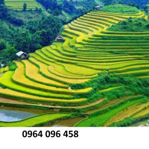 Tranh gạch 3d ruộng bậc thang - XVZ2