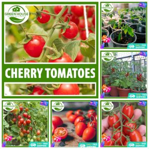 Green House® - Cherry Tomato Seeds for Planting Vegetable Plants (20 Seed) incl. Planting Instruction Dwarf