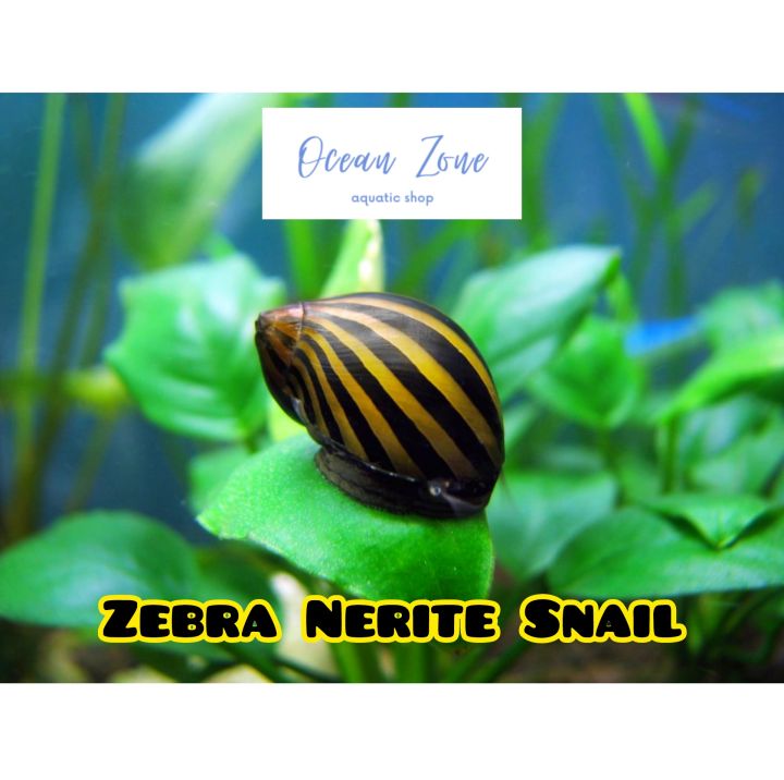 【Ocean Zone】Live Snail Zebra Nerite Snail / Bumblebee Horn Snail