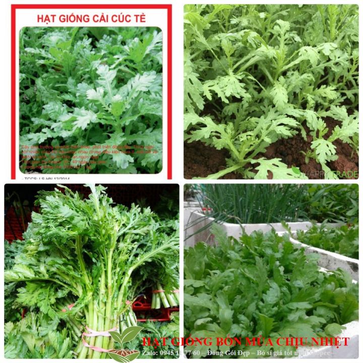Hạt giống Cải Cúc 150 HẠT TÁCH GÓI TRỒNG THÙNG XỐP | Lazada.vn