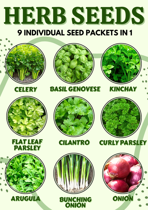 HERB SEEDS Basil Celery Curly Parsley Kinchay Bunching Onion