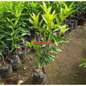Bibit Jeruk Nagami Sudah Berbuah Lebat Super Okulasi