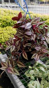 Tanaman Hidup | Gewor ( 1 Pot Rimbun )