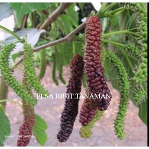 BIBIT LONG MURBEI CEPAT BERBUAH (BISA DI TARUH POT)beli 5 gratis 1
