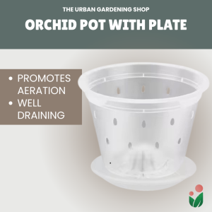 Breathable and Transparent Orchid Pot with Catch Plate