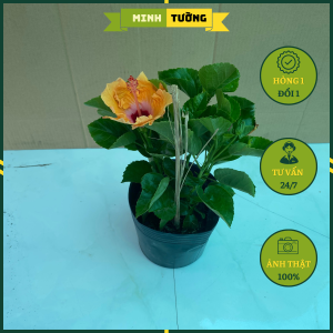 Cây Hoa Dâm Bụt Cam - Cây Cảnh Sân Vườn.