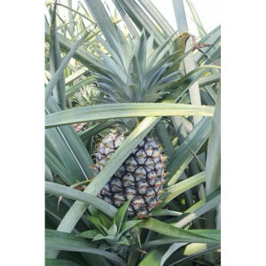 [Combo 10] cay DỨA MẬT MD2 (KHÔNG GAI ) K PHẢI GỌT MẮT NHIỀU MẬT QUẢ LỚN